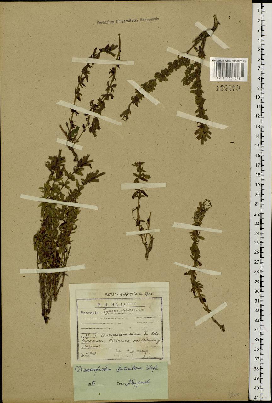Dracocephalum fruticulosum Steph. ex Willd., Siberia, Baikal & Transbaikal region (S4) (Russia)