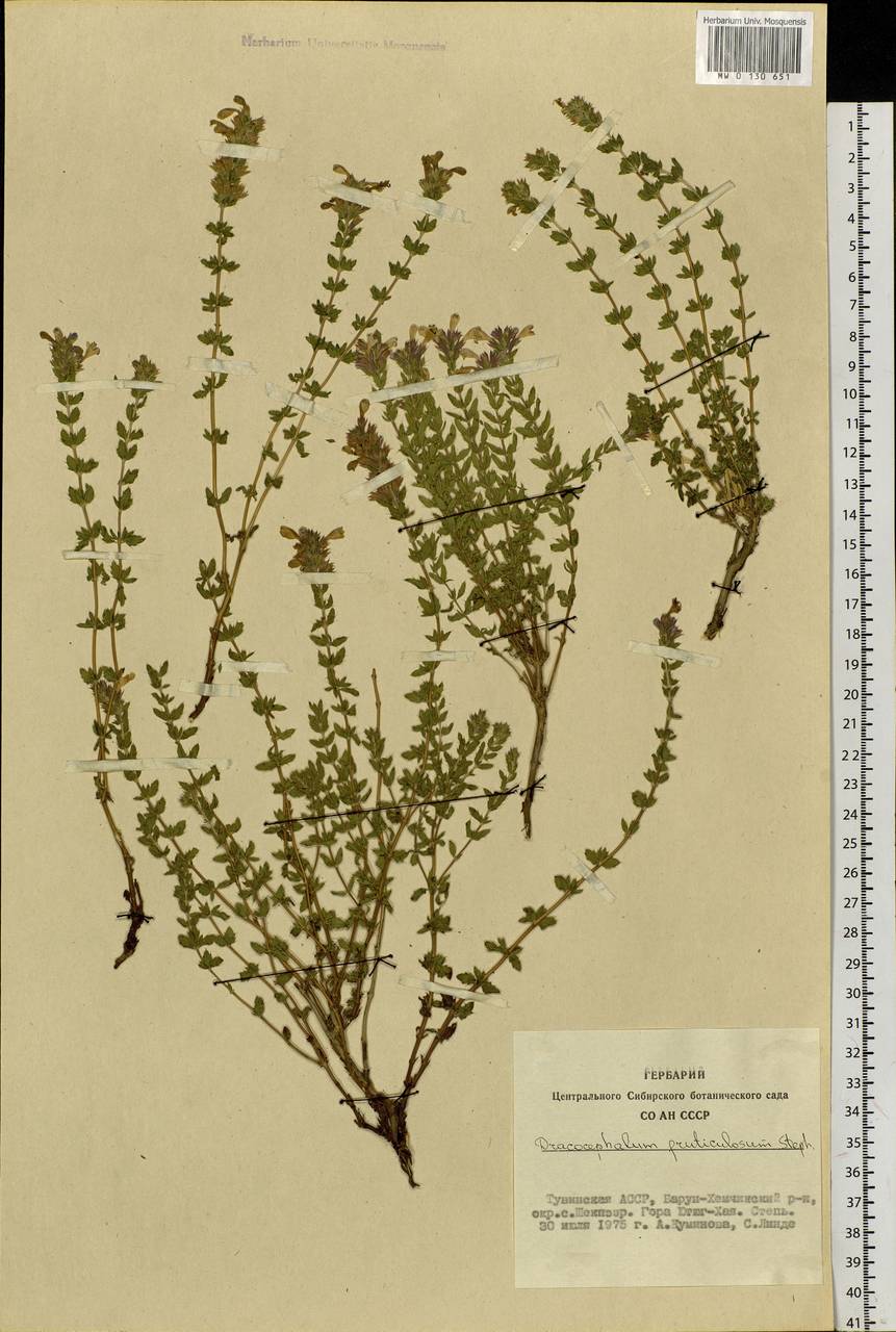 Dracocephalum fruticulosum Stephan ex Willd., Siberia, Altai & Sayany Mountains (S2) (Russia)