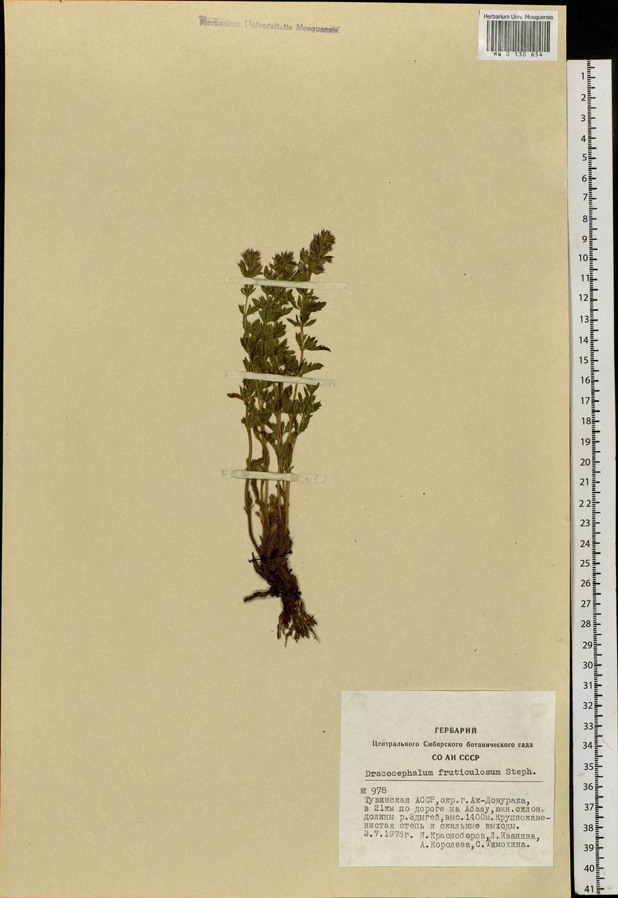 Dracocephalum fruticulosum Steph. ex Willd., Siberia, Altai & Sayany Mountains (S2) (Russia)