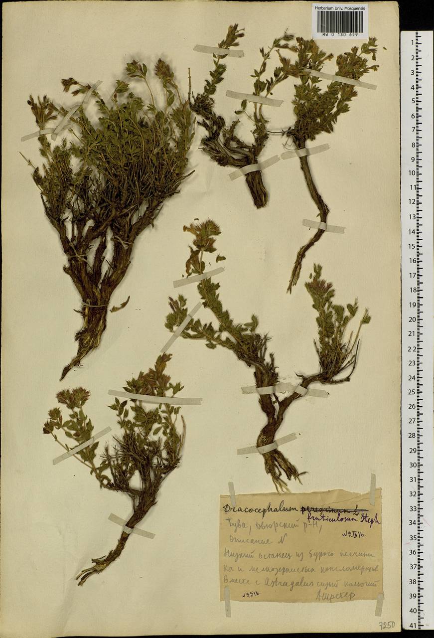 Dracocephalum fruticulosum Stephan ex Willd., Siberia, Altai & Sayany Mountains (S2) (Russia)