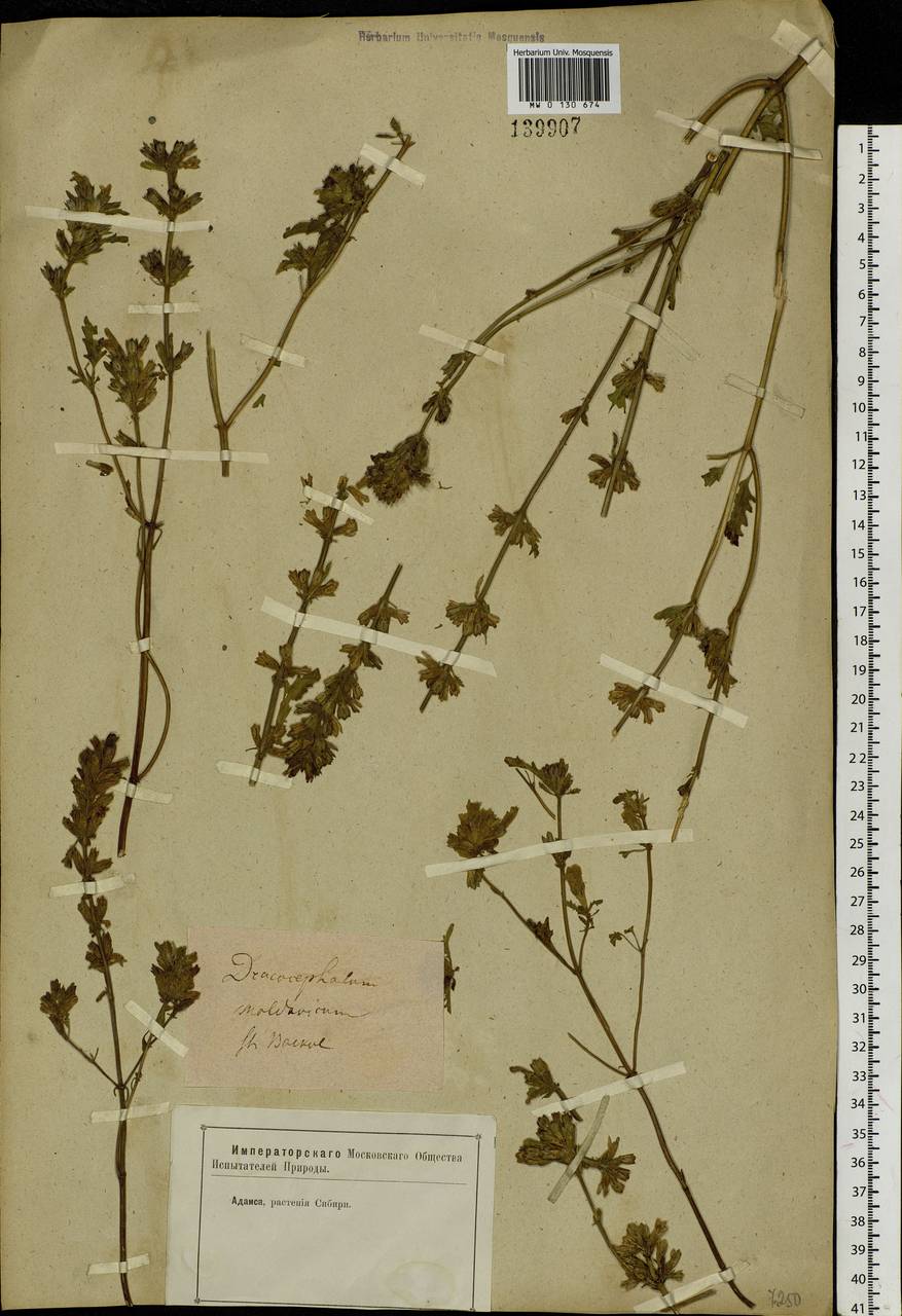 Dracocephalum foetidum Bunge, Siberia, Baikal & Transbaikal region (S4) (Russia)