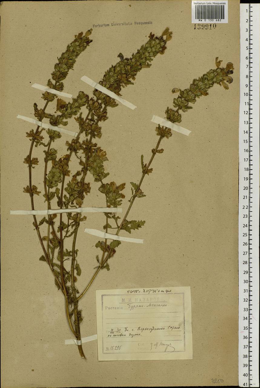 Dracocephalum foetidum Bunge, Siberia, Baikal & Transbaikal region (S4) (Russia)