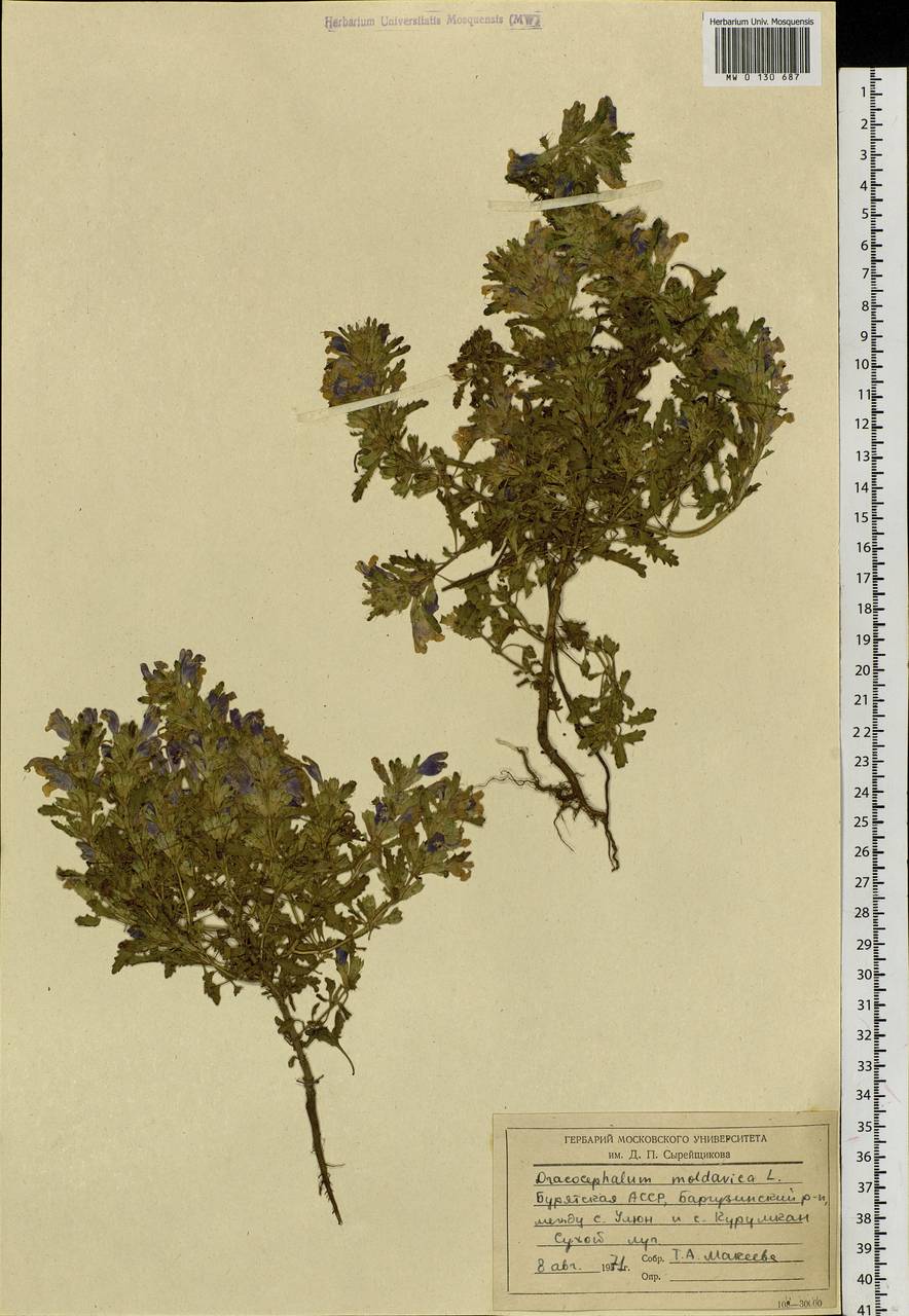 Dracocephalum foetidum Bunge, Siberia, Baikal & Transbaikal region (S4) (Russia)