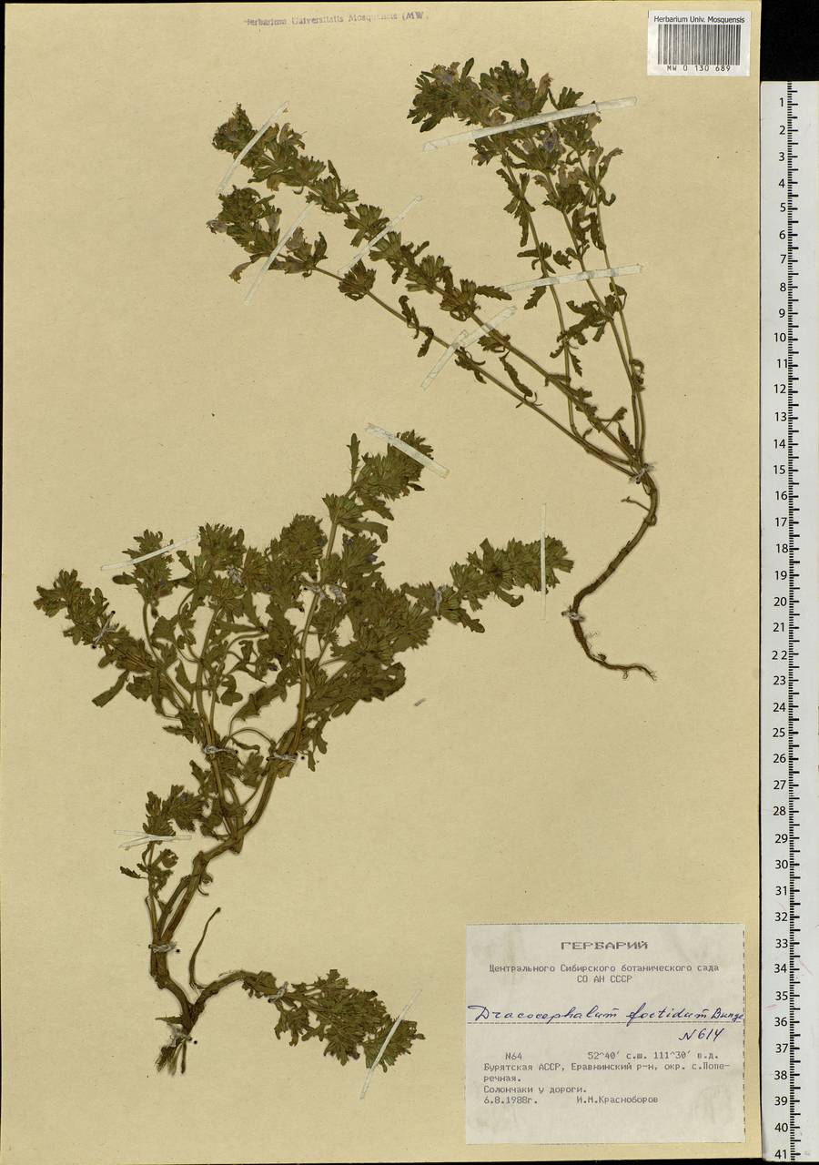 Dracocephalum foetidum Bunge, Siberia, Baikal & Transbaikal region (S4) (Russia)