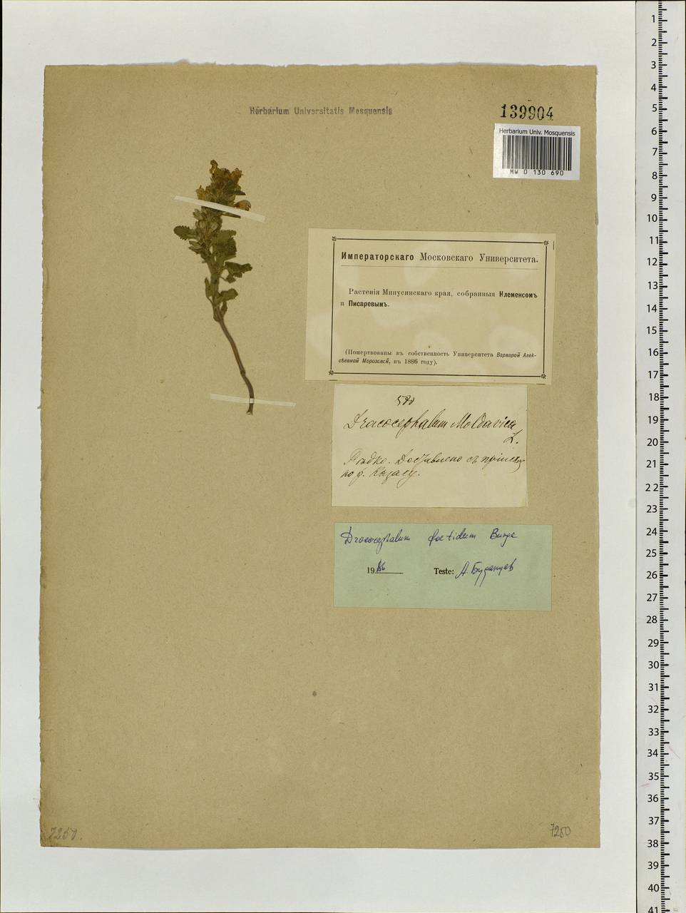 Dracocephalum foetidum Bunge, Siberia, Altai & Sayany Mountains (S2) (Russia)