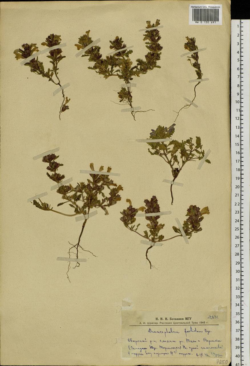 Dracocephalum foetidum Bunge, Siberia, Altai & Sayany Mountains (S2) (Russia)