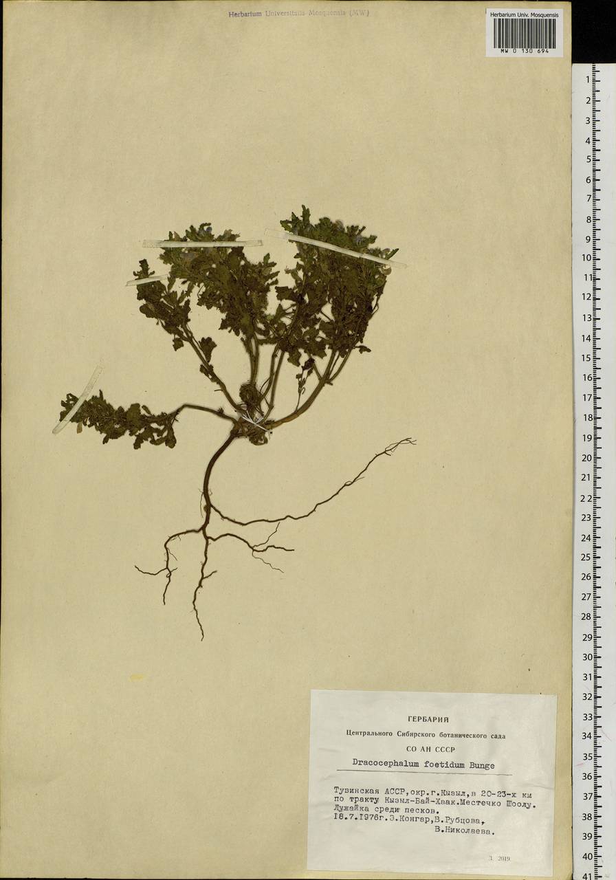 Dracocephalum foetidum Bunge, Siberia, Altai & Sayany Mountains (S2) (Russia)