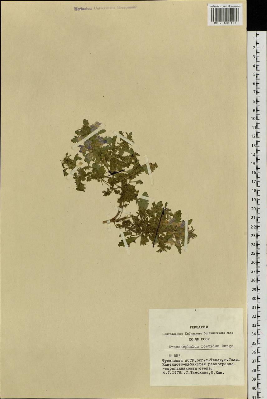 Dracocephalum foetidum Bunge, Siberia, Altai & Sayany Mountains (S2) (Russia)