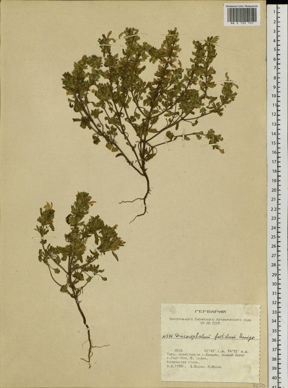 Dracocephalum foetidum Bunge, Siberia, Altai & Sayany Mountains (S2) (Russia)