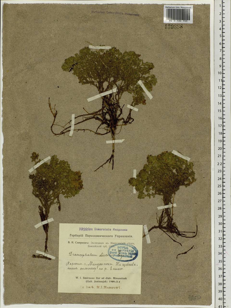 Dracocephalum discolor Bunge, Siberia, Altai & Sayany Mountains (S2) (Russia)