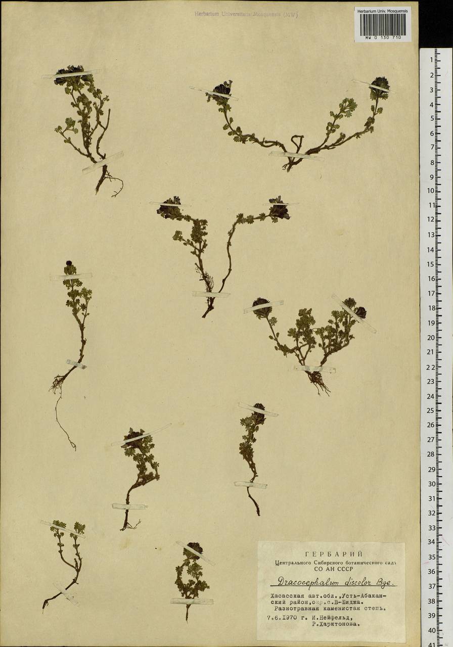 Dracocephalum discolor Bunge, Siberia, Altai & Sayany Mountains (S2) (Russia)