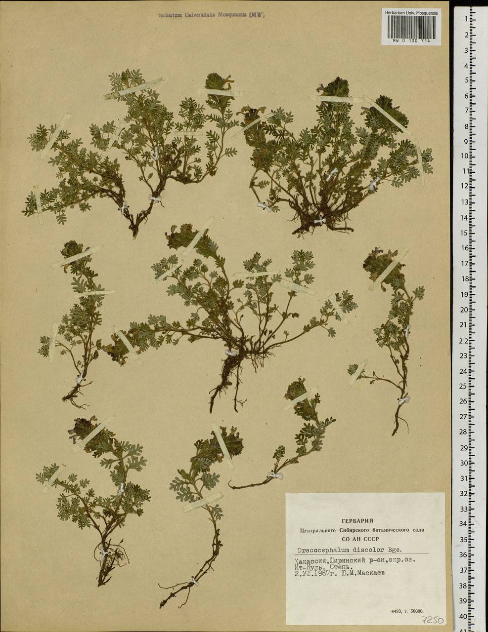 Dracocephalum discolor Bunge, Siberia, Altai & Sayany Mountains (S2) (Russia)
