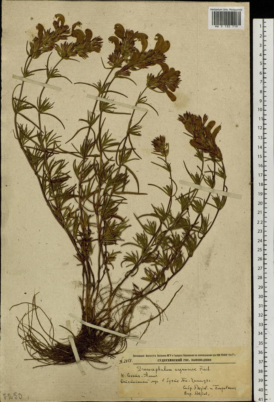 Dracocephalum argunense Fisch. ex Rchb., Siberia, Russian Far East (S6) (Russia)