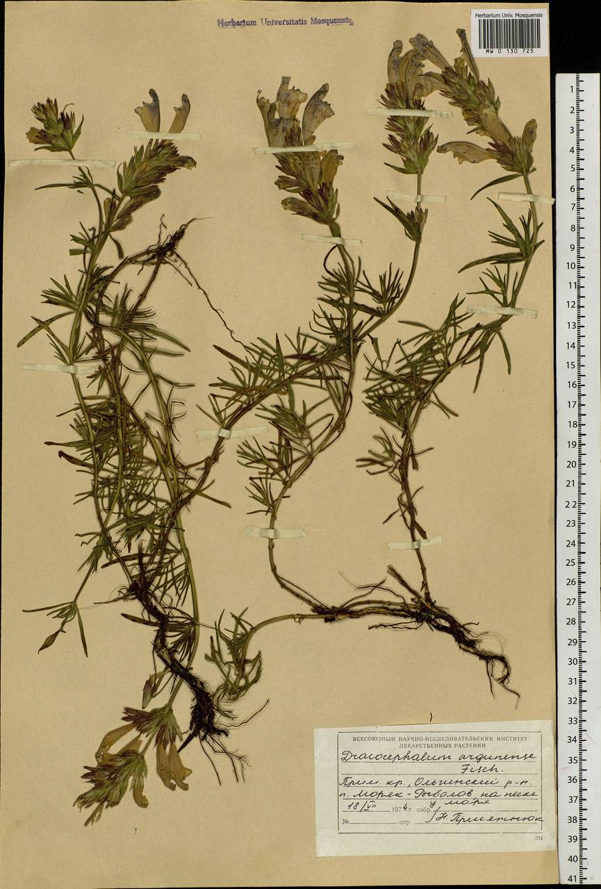 Dracocephalum argunense Fisch. ex Link, Siberia, Russian Far East (S6) (Russia)