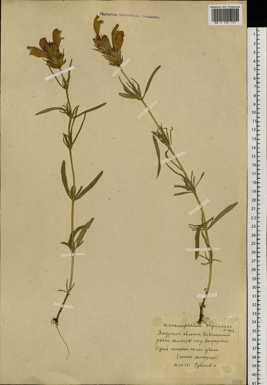 Dracocephalum argunense Fisch. ex Link, Siberia, Russian Far East (S6) (Russia)