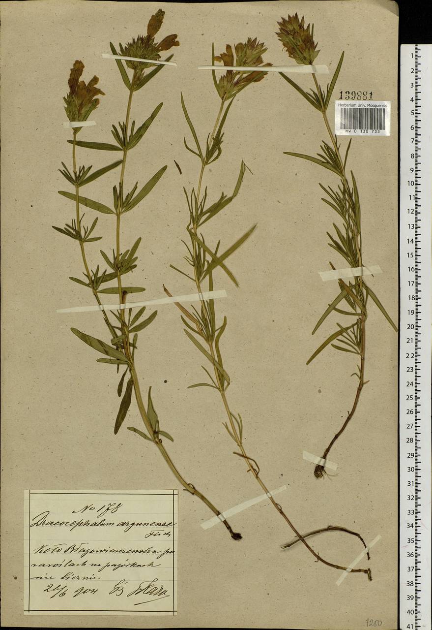 Dracocephalum argunense Fisch. ex Link, Siberia, Russian Far East (S6) (Russia)