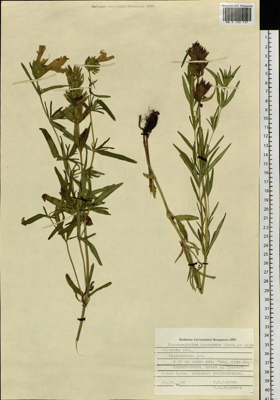 Dracocephalum argunense Fisch. ex Link, Siberia, Russian Far East (S6) (Russia)