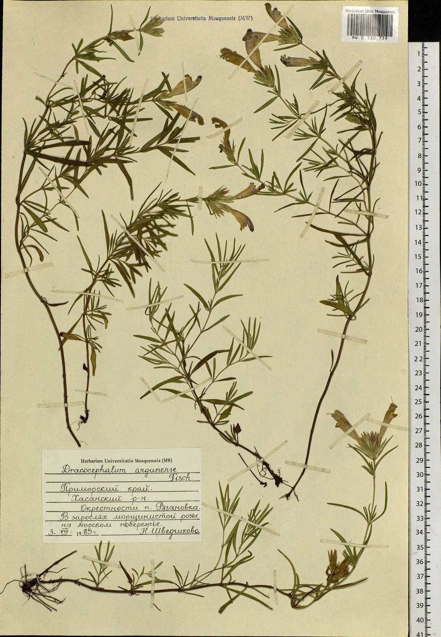 Dracocephalum argunense Fisch. ex Link, Siberia, Russian Far East (S6) (Russia)