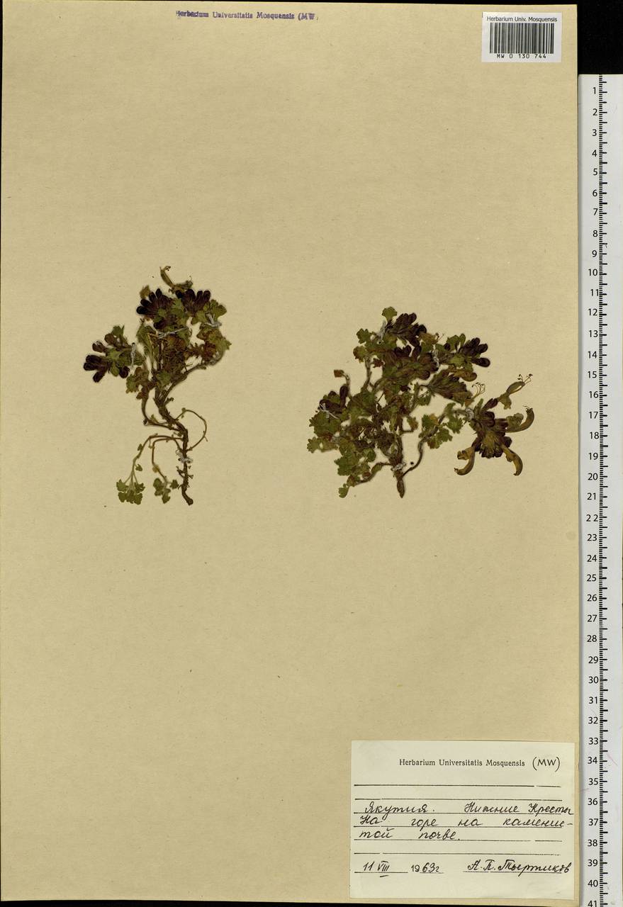 Dracocephalum, Siberia, Yakutia (S5) (Russia)