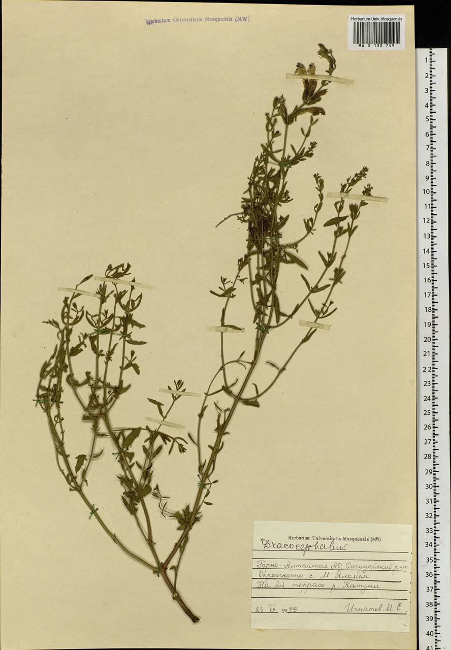 Dracocephalum, Siberia, Altai & Sayany Mountains (S2) (Russia)