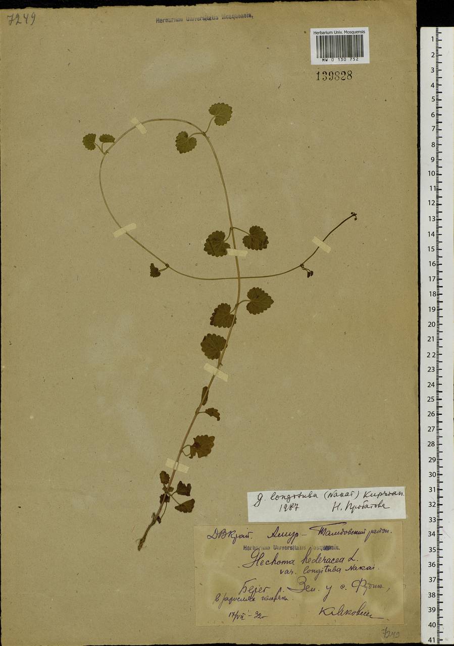 Glechoma longituba (Nakai) Kuprian., Siberia, Russian Far East (S6) (Russia)