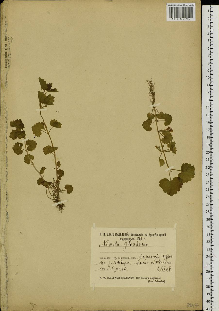 Glechoma hederacea L., Siberia, Central Siberia (S3) (Russia)