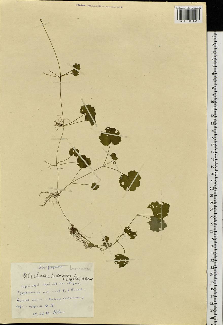Glechoma hederacea L., Siberia, Central Siberia (S3) (Russia)