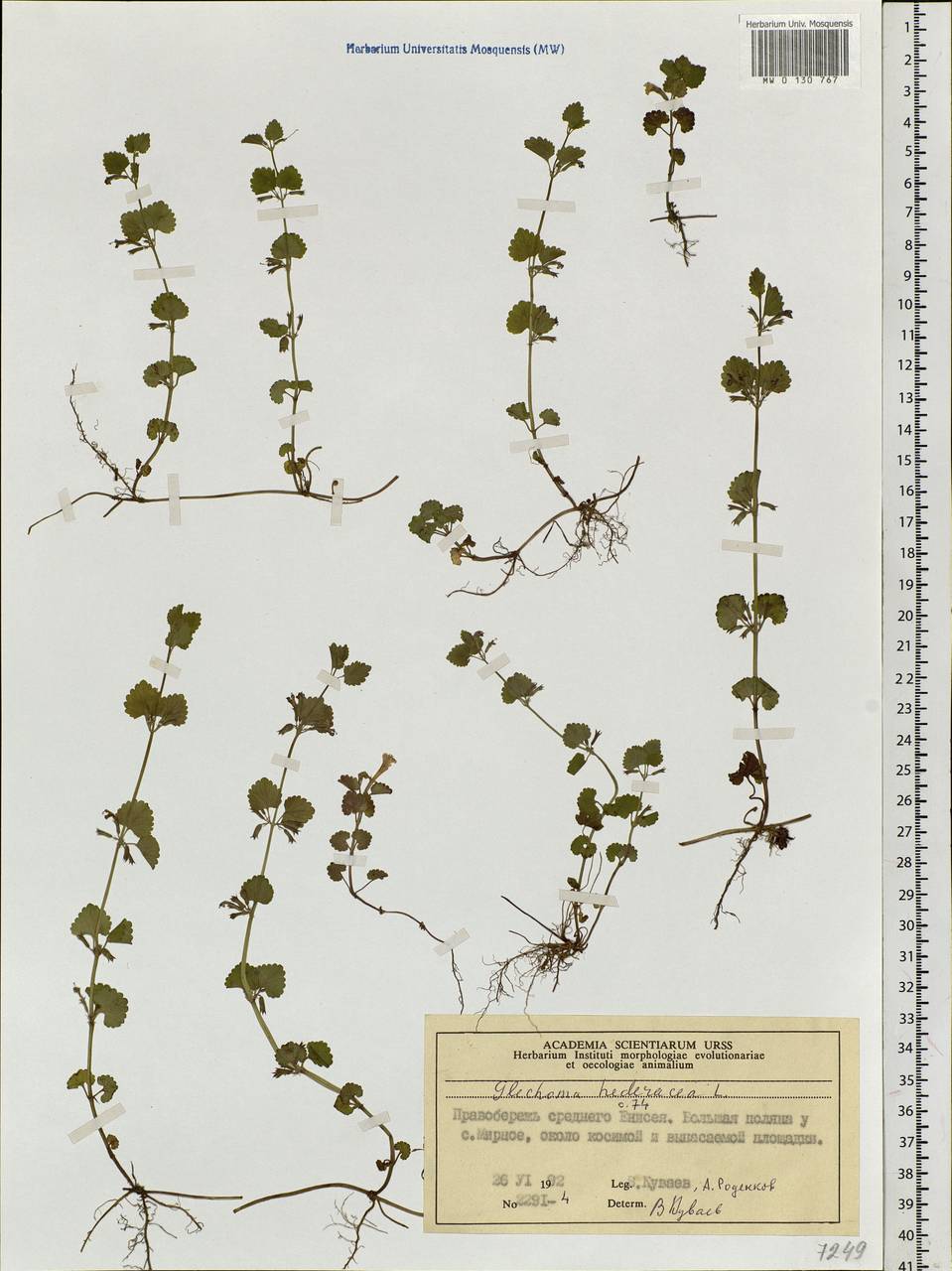 Glechoma hederacea L., Siberia, Central Siberia (S3) (Russia)