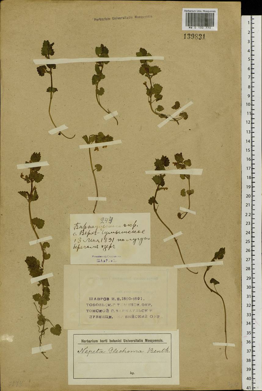 Glechoma hederacea L., Siberia, Altai & Sayany Mountains (S2) (Russia)