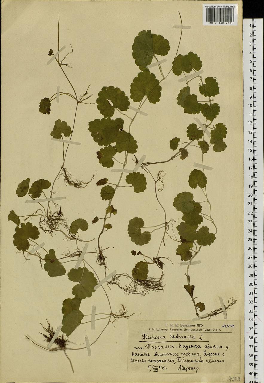 Glechoma hederacea L., Siberia, Altai & Sayany Mountains (S2) (Russia)