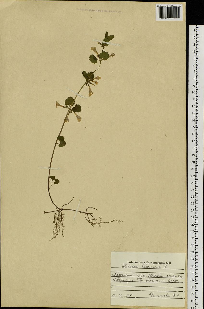 Glechoma hederacea L., Siberia, Altai & Sayany Mountains (S2) (Russia)