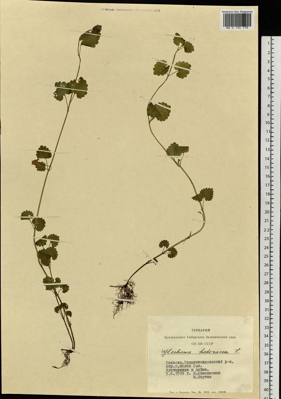 Glechoma hederacea L., Siberia, Altai & Sayany Mountains (S2) (Russia)