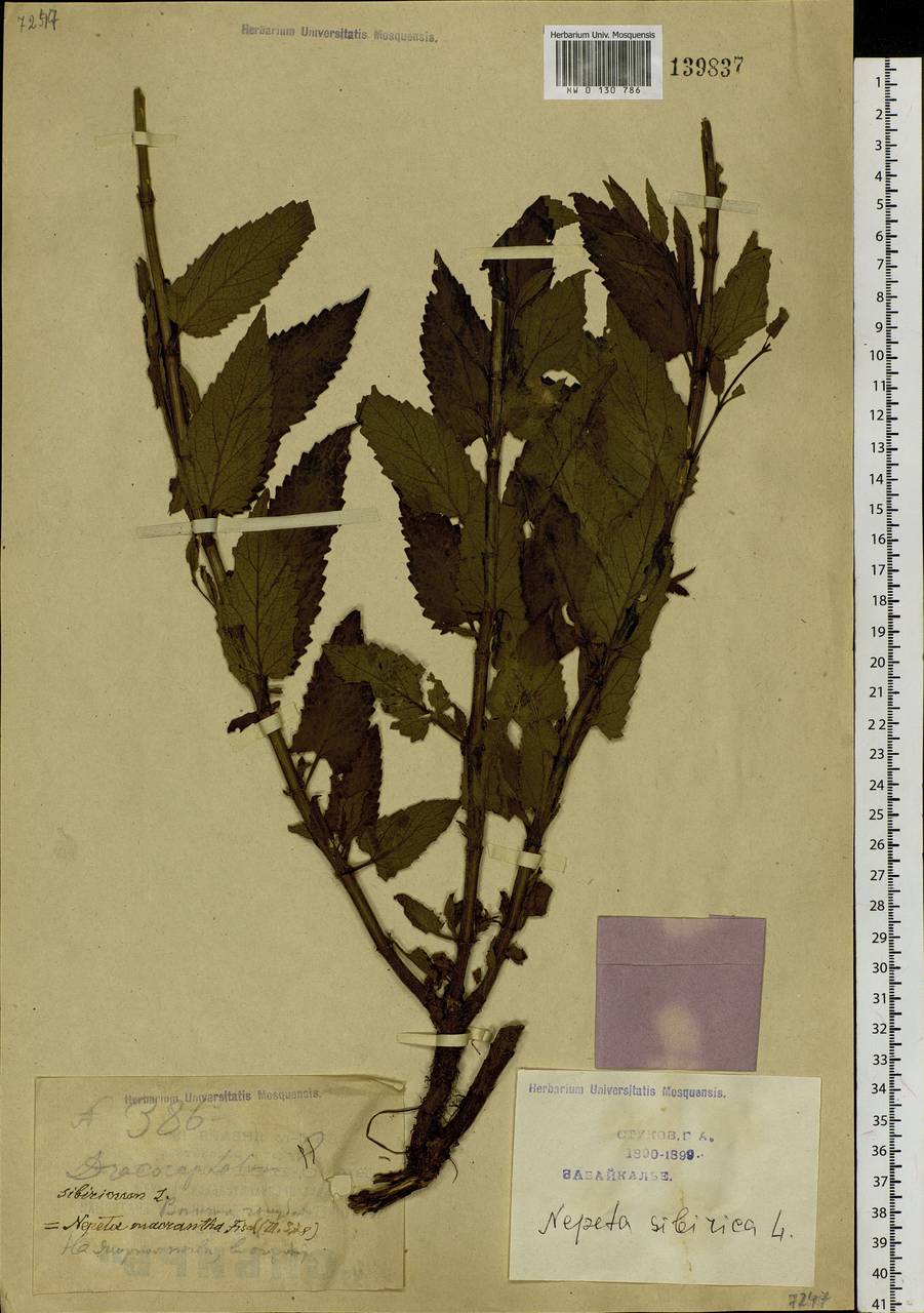 Nepeta sibirica L., Siberia, Baikal & Transbaikal region (S4) (Russia)