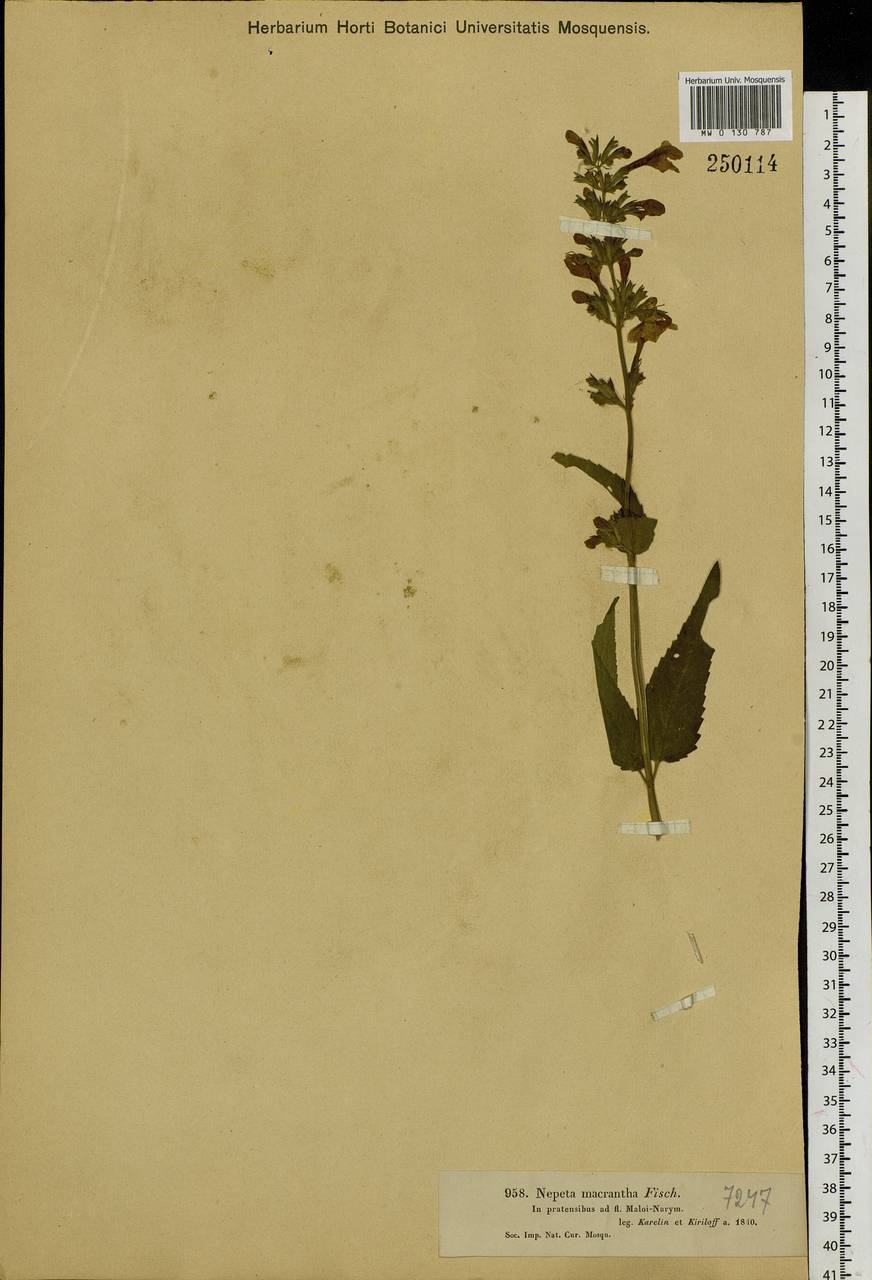 Nepeta sibirica L., Siberia, Western (Kazakhstan) Altai Mountains (S2a) (Kazakhstan)