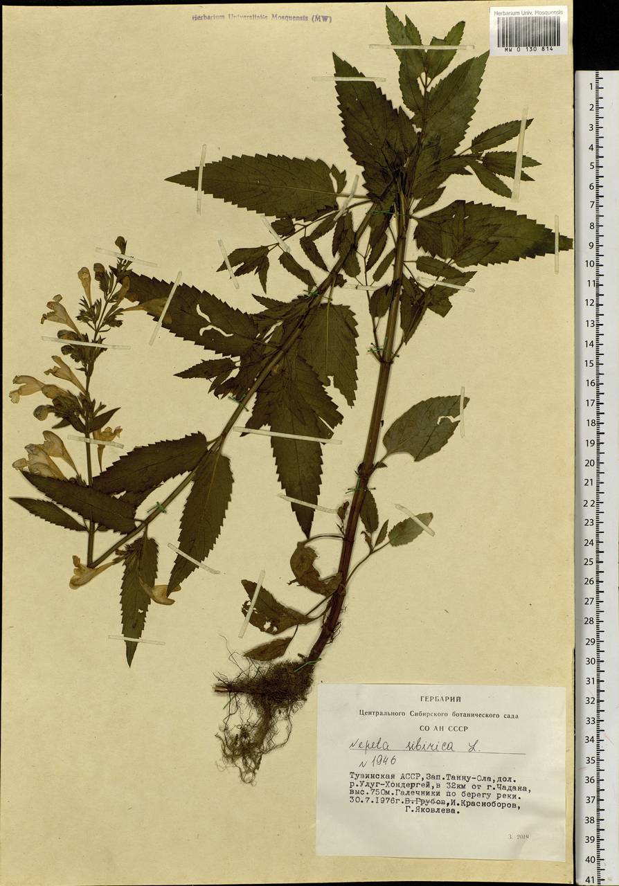 Nepeta sibirica L., Siberia, Altai & Sayany Mountains (S2) (Russia)