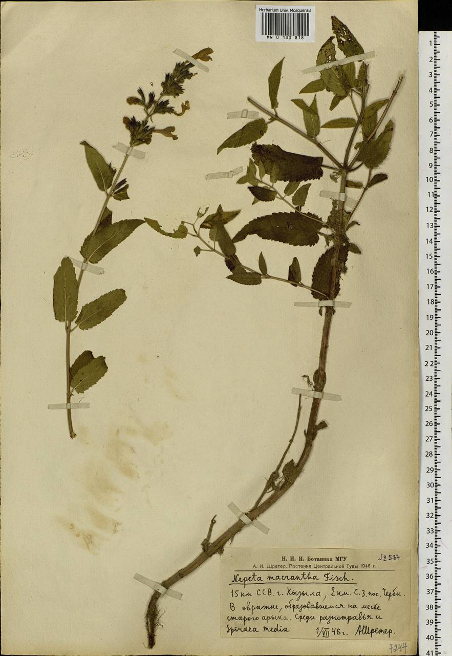 Nepeta sibirica L., Siberia, Altai & Sayany Mountains (S2) (Russia)
