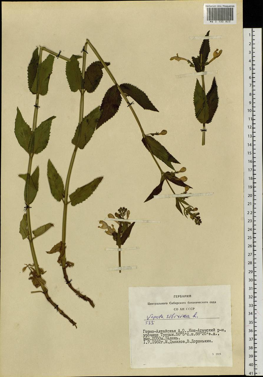 Nepeta sibirica L., Siberia, Altai & Sayany Mountains (S2) (Russia)
