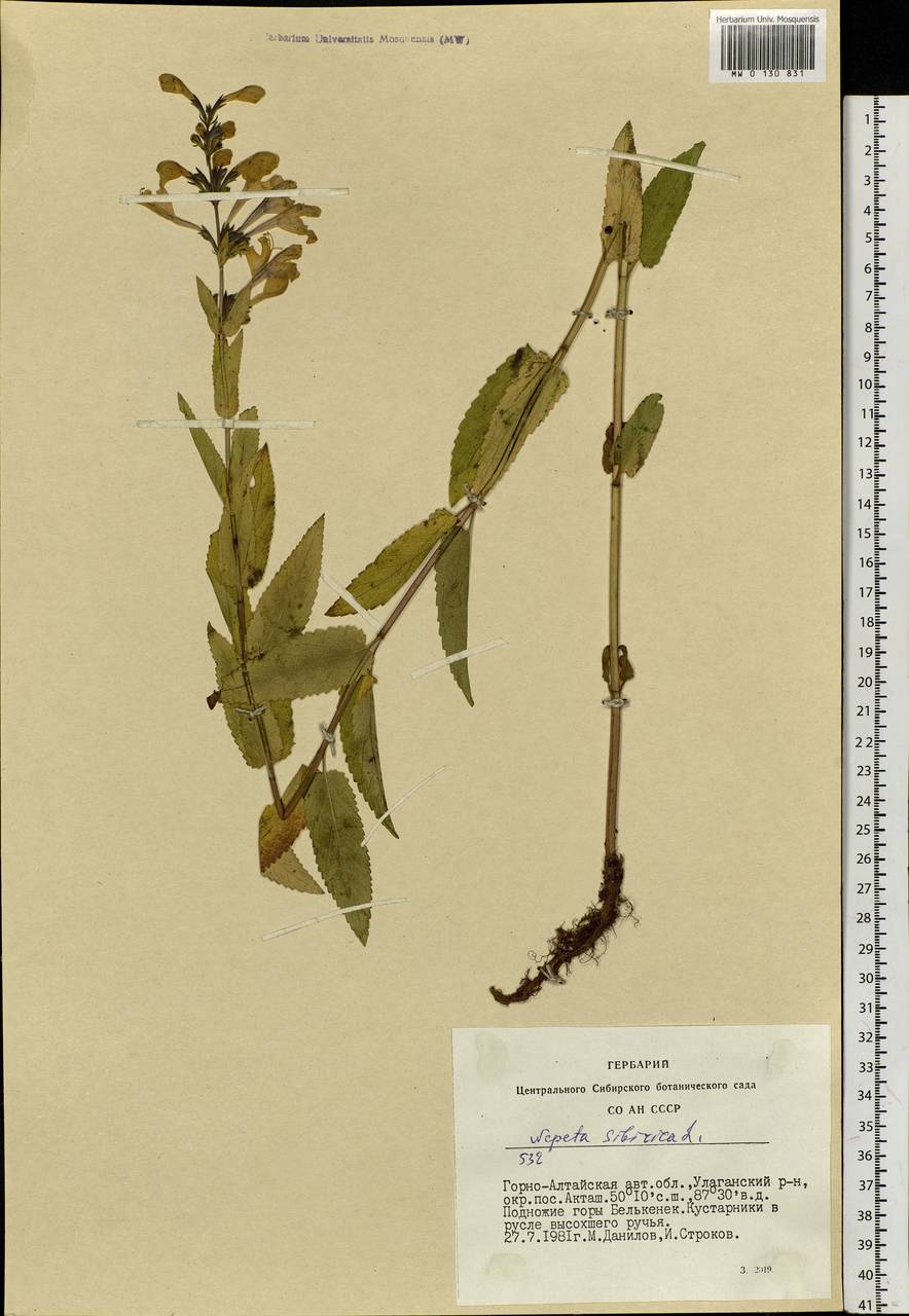 Nepeta sibirica L., Siberia, Altai & Sayany Mountains (S2) (Russia)