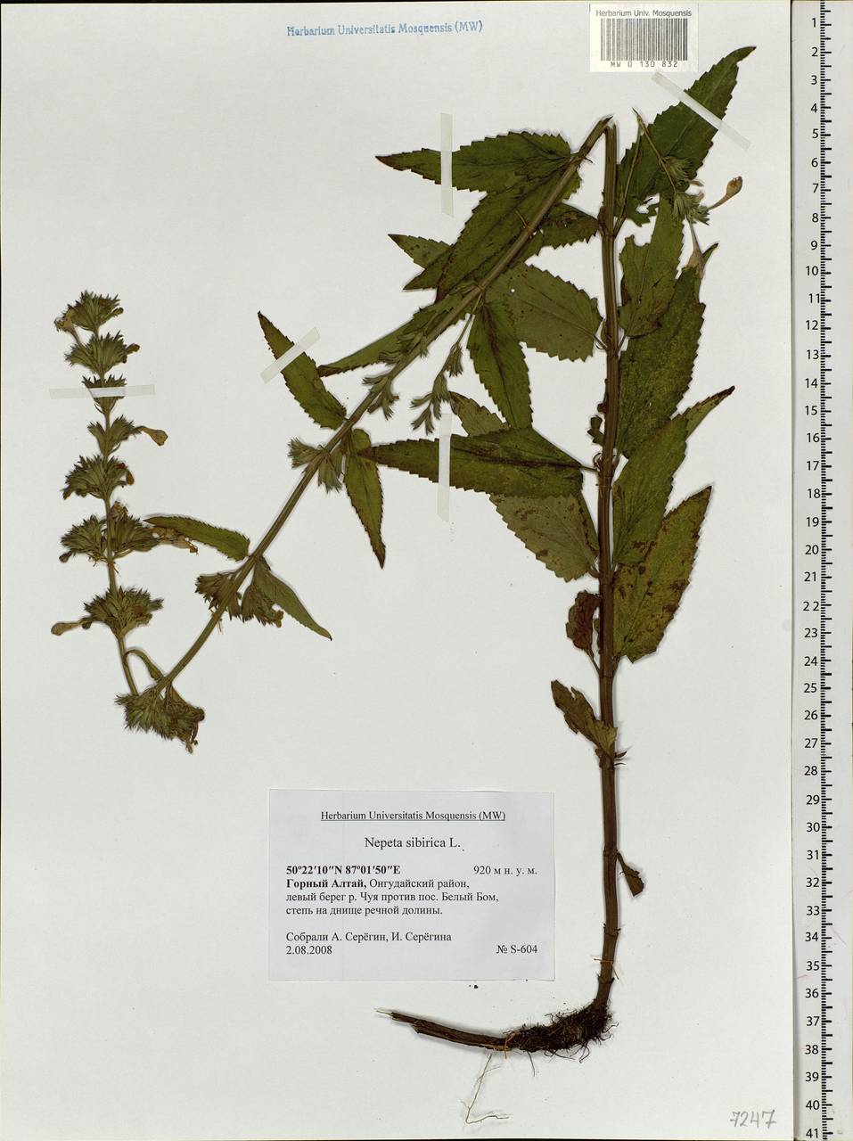 Nepeta sibirica L., Siberia, Altai & Sayany Mountains (S2) (Russia)