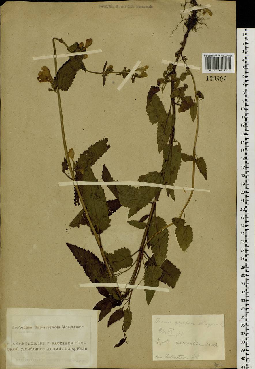 Nepeta sibirica L., Siberia, Altai & Sayany Mountains (S2) (Russia)