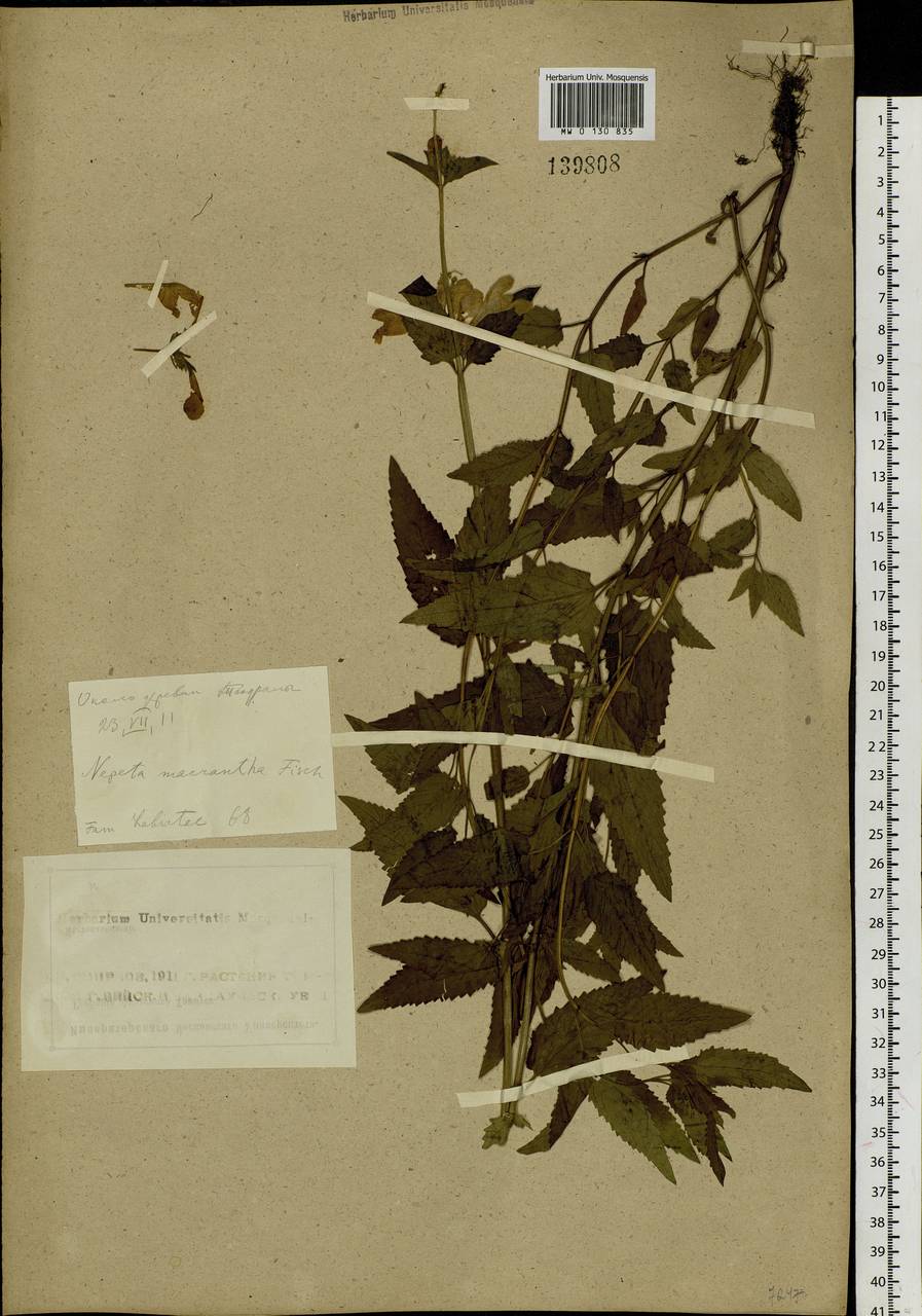 Nepeta sibirica L., Siberia, Altai & Sayany Mountains (S2) (Russia)