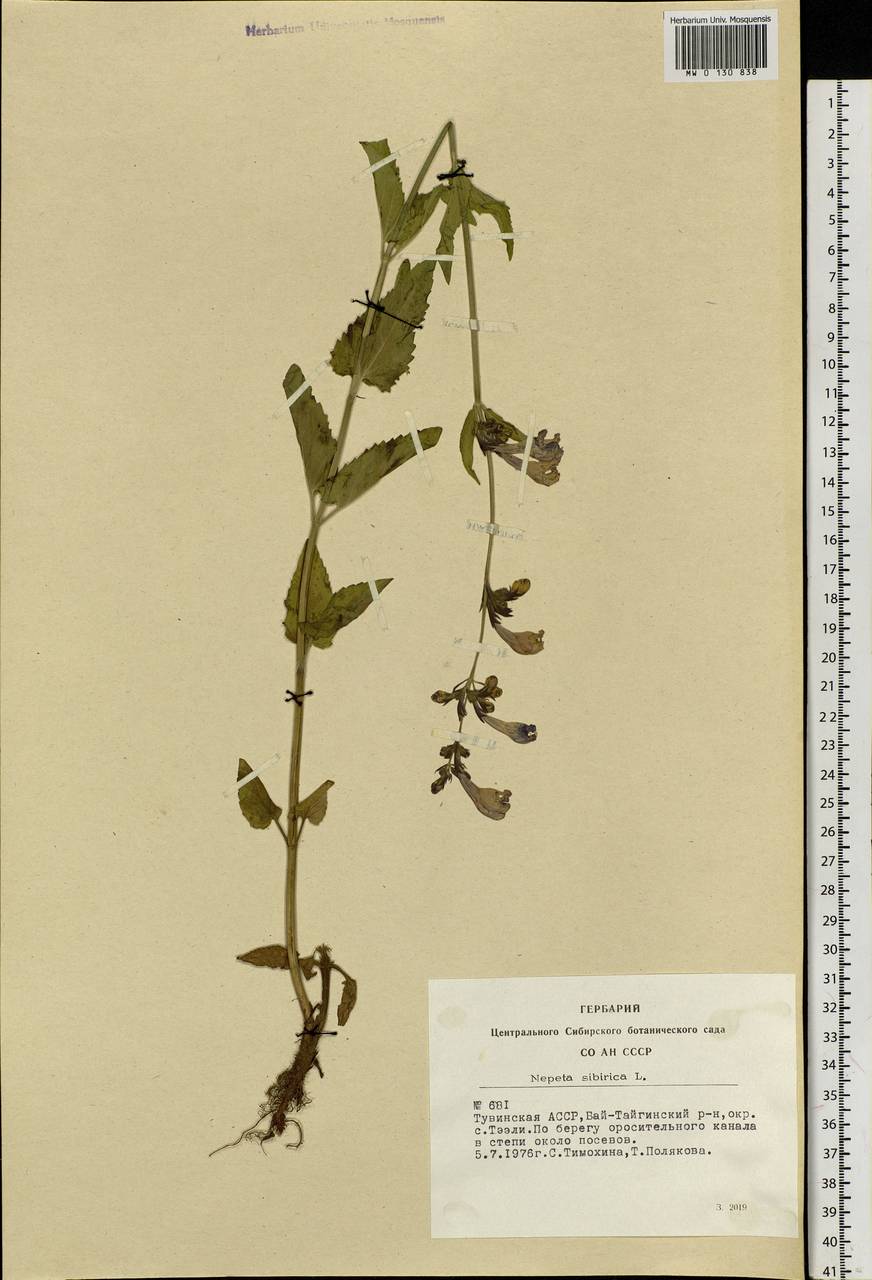 Nepeta sibirica L., Siberia, Altai & Sayany Mountains (S2) (Russia)