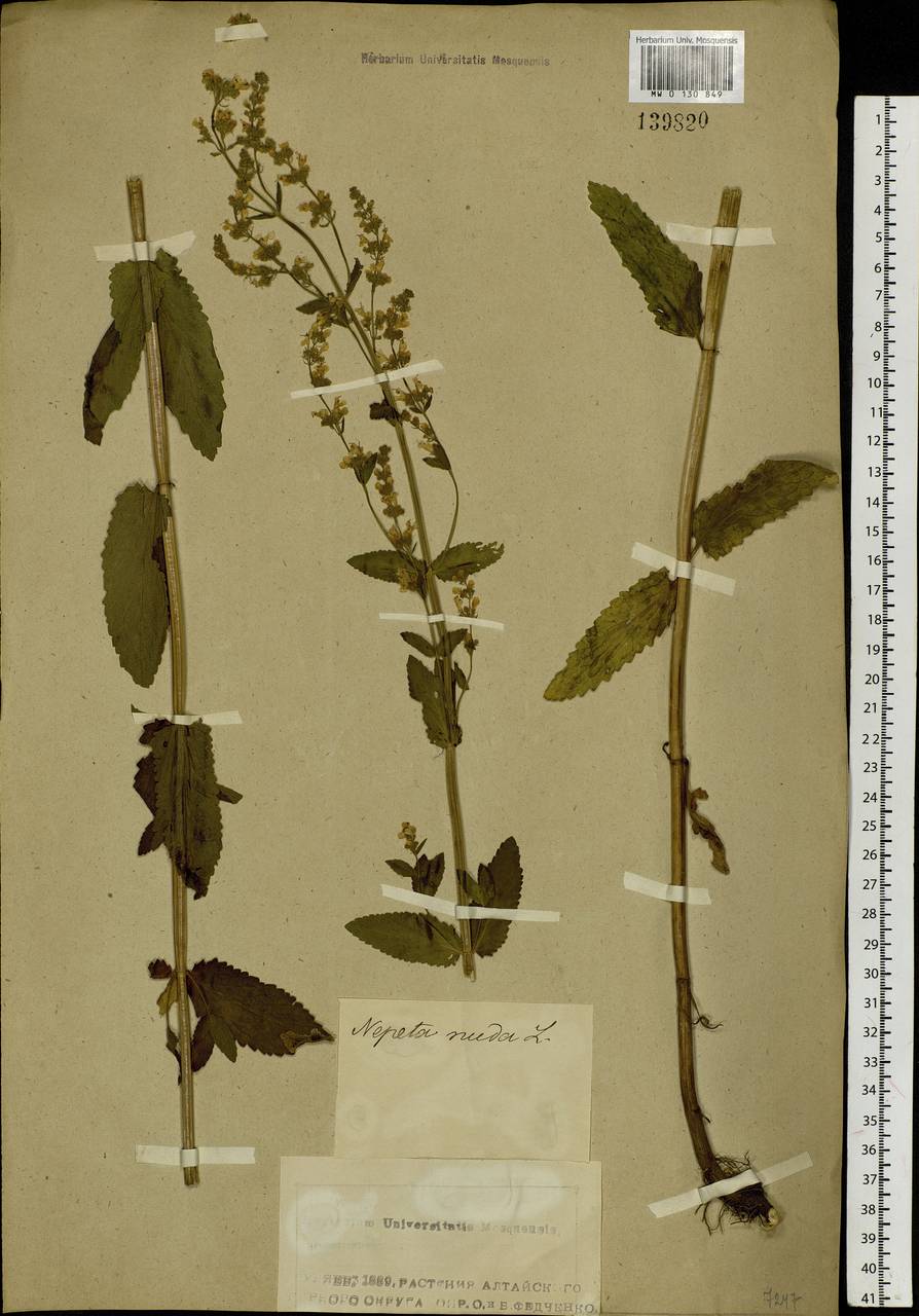 Nepeta nuda subsp. nuda, Siberia, Altai & Sayany Mountains (S2) (Russia)