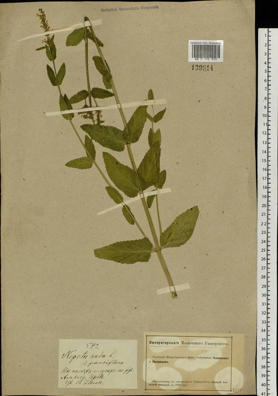 Nepeta nuda subsp. nuda, Siberia, Altai & Sayany Mountains (S2) (Russia)