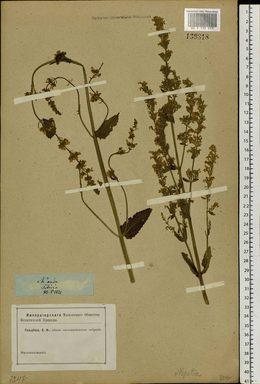Nepeta nuda subsp. nuda, Siberia (no precise locality) (S0) (Russia)