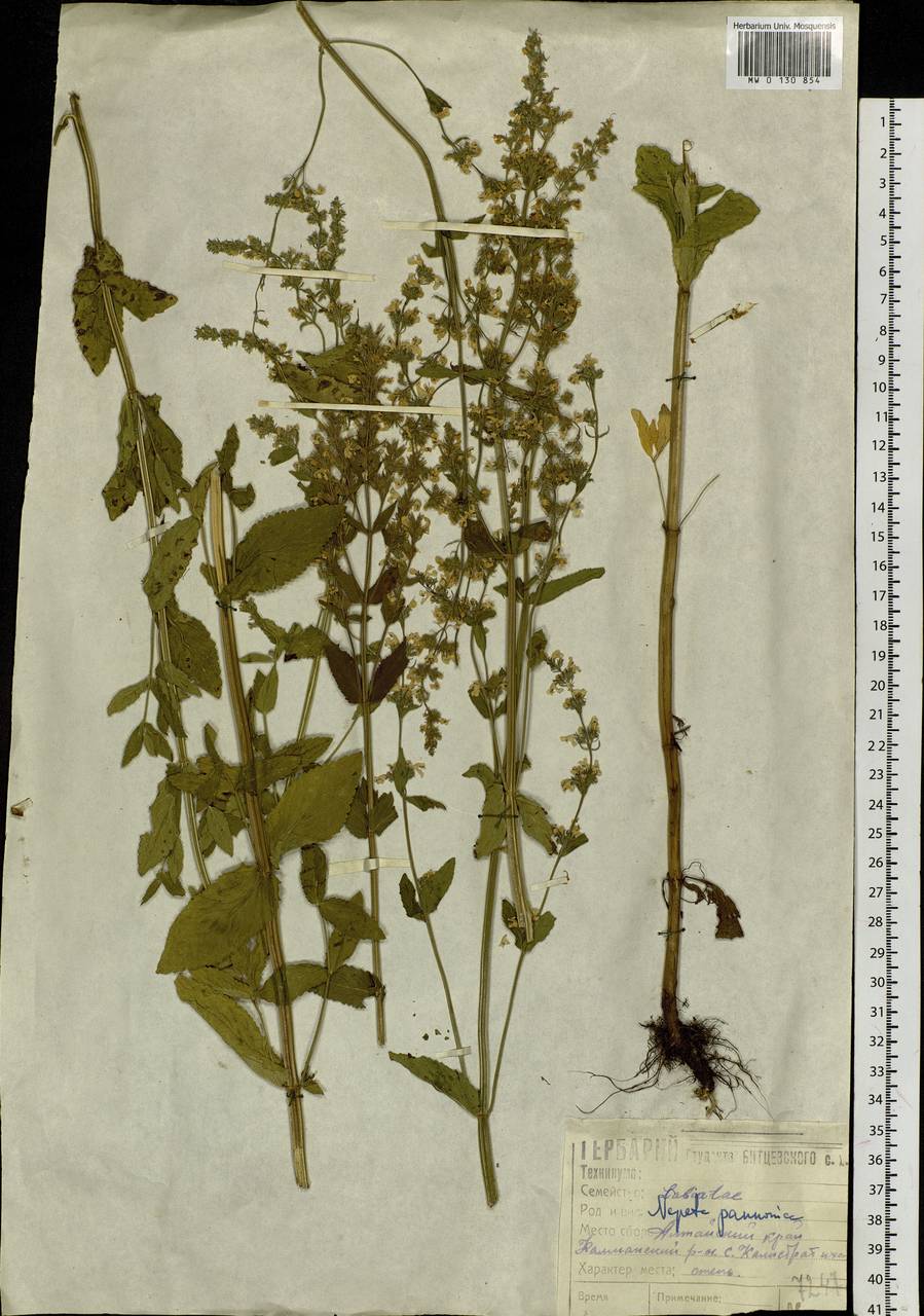 Nepeta nuda subsp. nuda, Siberia, Altai & Sayany Mountains (S2) (Russia)