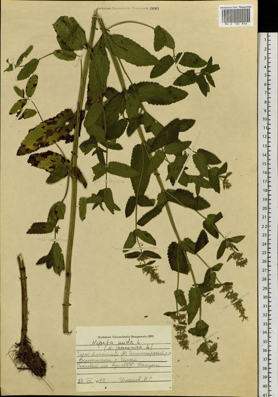 Nepeta nuda subsp. nuda, Siberia, Altai & Sayany Mountains (S2) (Russia)