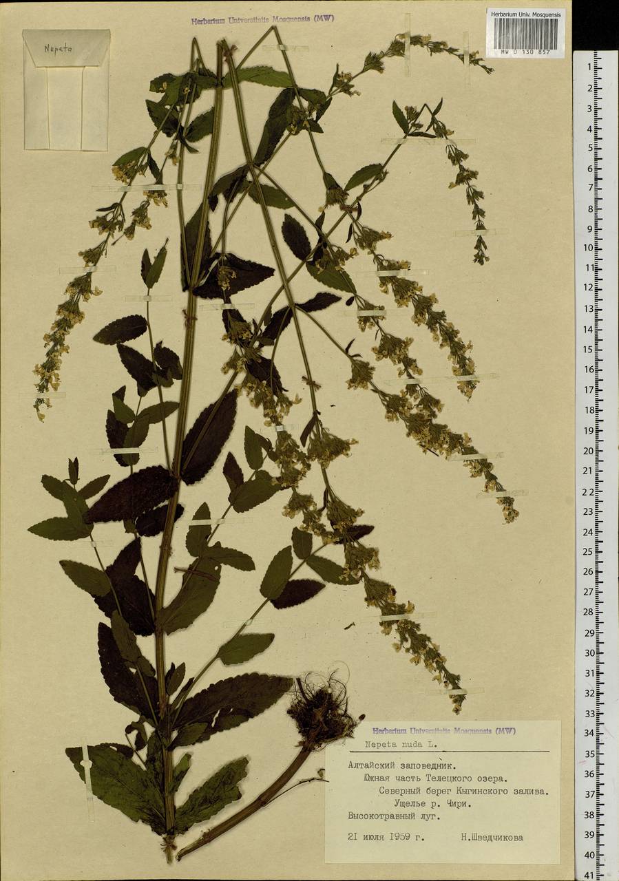 Nepeta nuda subsp. nuda, Siberia, Altai & Sayany Mountains (S2) (Russia)