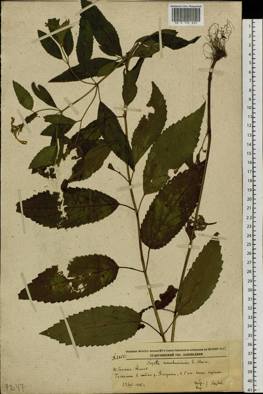 Nepeta manchuriensis S.Moore, Siberia, Russian Far East (S6) (Russia)