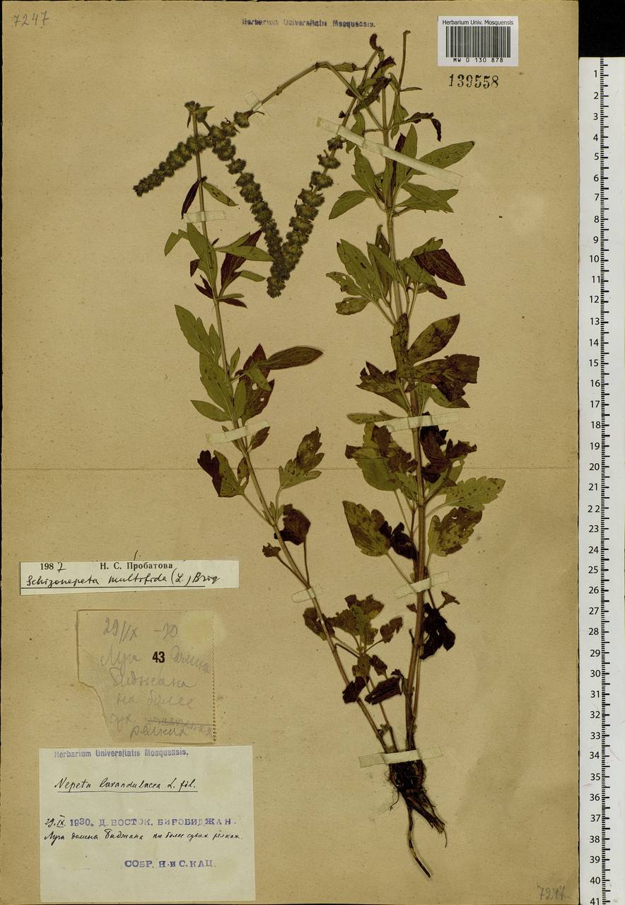 Schizonepeta multifida (L.) Briq., Siberia, Russian Far East (S6) (Russia)